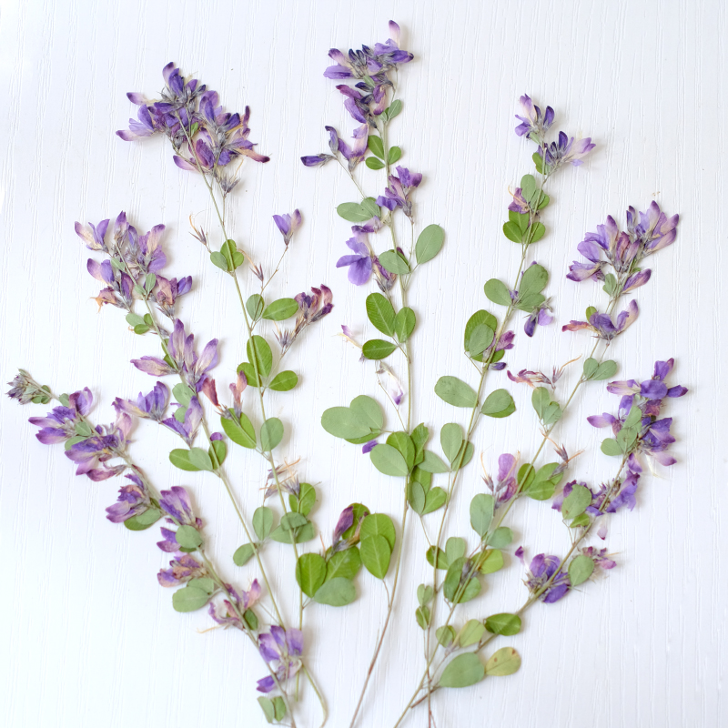 6pcs,nature Lespedeza Formosa  - Resin Art Baby recension och pris