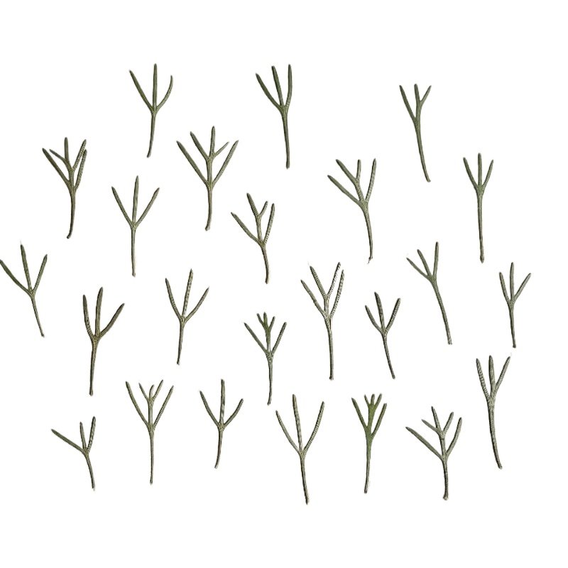 24pcs,Real Pressed Achillea Le - Resin Art Baby recension och pris