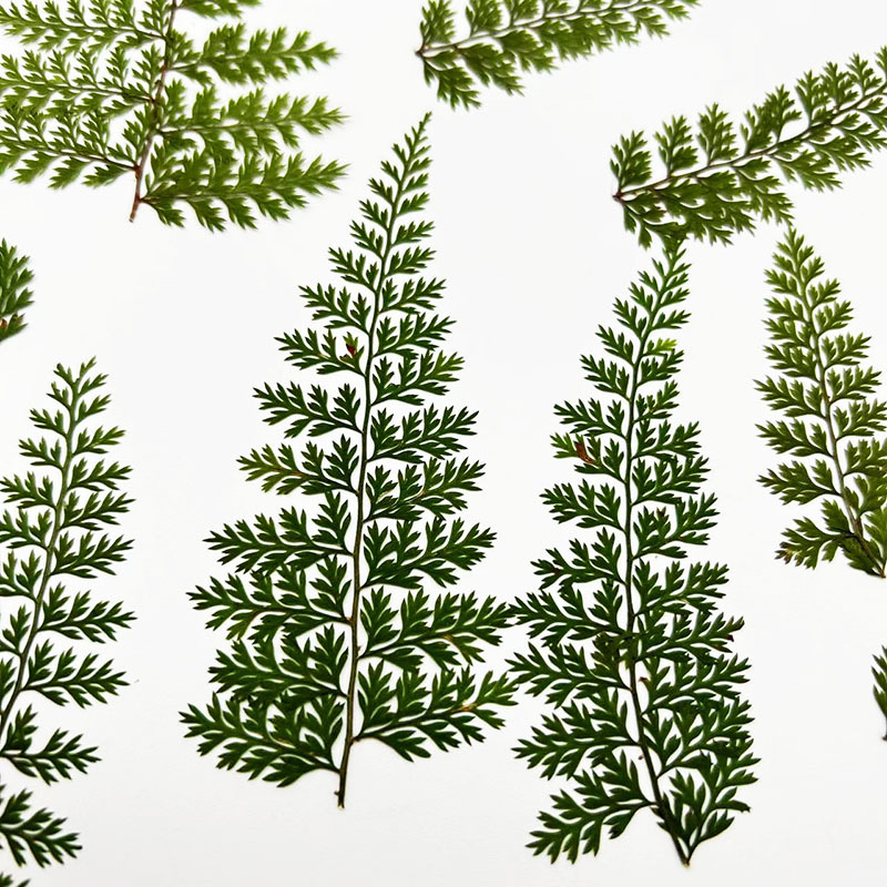 100Pcs Natural Rain Fern Leaf  - Resin Art Baby recension och pris