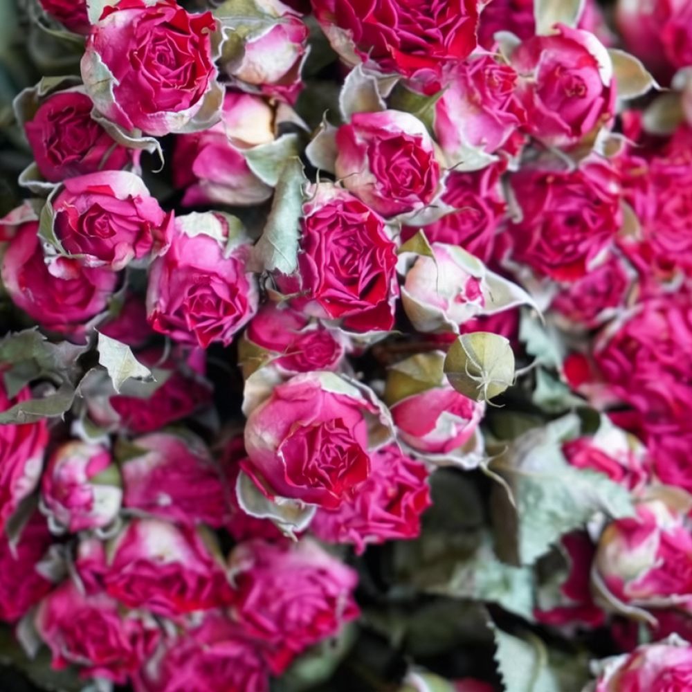 Natural Dried Bubble Rose Flow - Resin Art Rose recension och pris