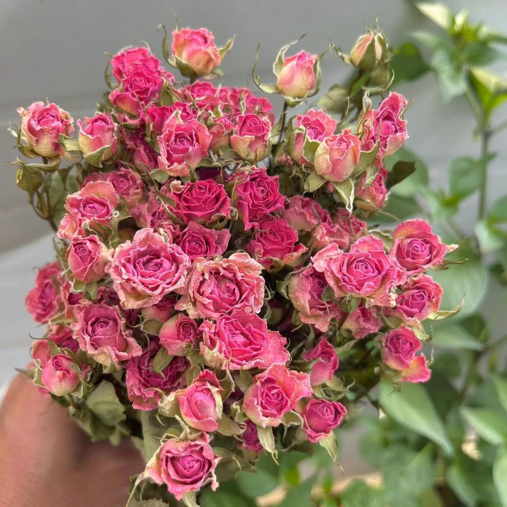 Natural Dried Bubble Rose Flow - Resin Art Rose recension och pris