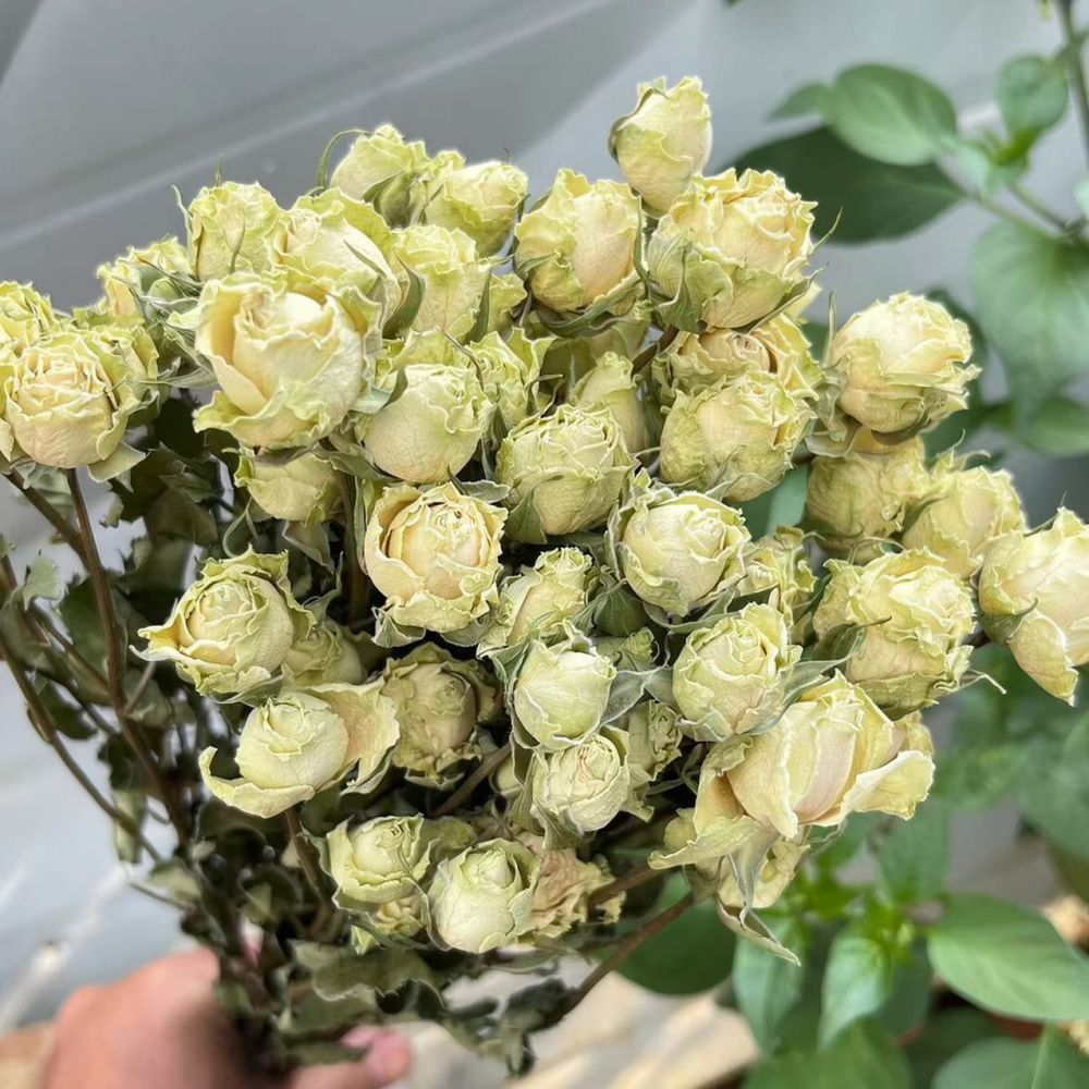 Natural Dried Rose Flower Bouq - Resin Art Rose recension och pris